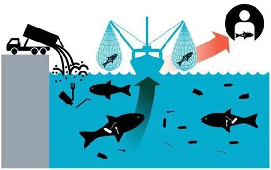 越來越多的塑料進入食物鏈